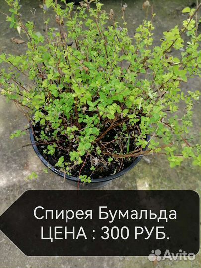 Декоративные растения для сада