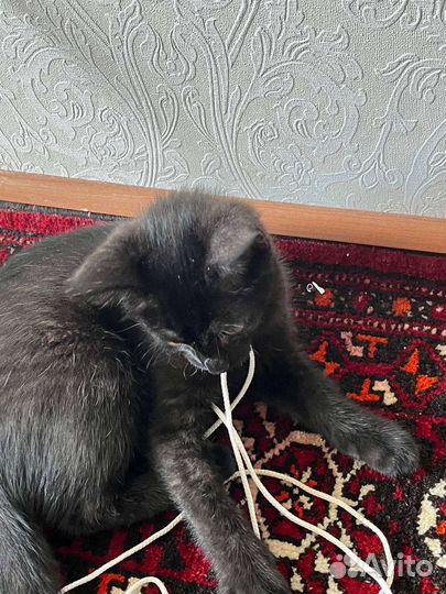 Метис Бомбейской черной кошки