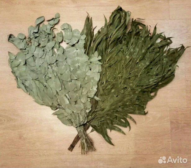 Эвкалипт серебристый Абхазия веники