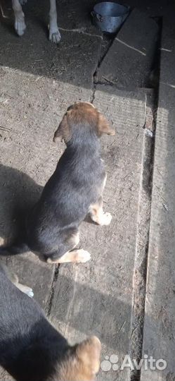 Собаки щенки