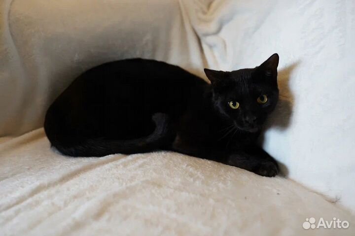 Кот бомбейской породы