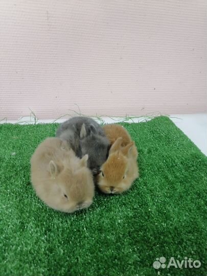 Декоративные крольчата