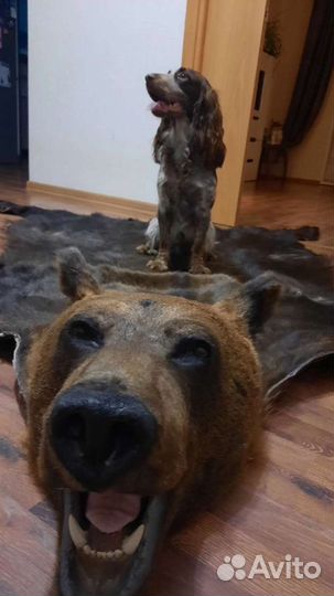 Вязка кобель