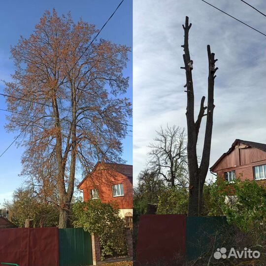 Спил деревьев,Расчистка участков,демонтаж построек
