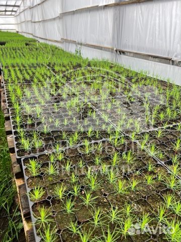 Горная сосна Мугус зкс сеянцы