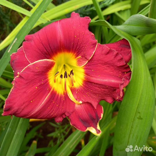 Лилейники сортовые