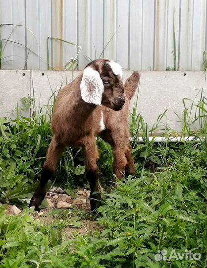 Козлик 80+ Англо-нубиец