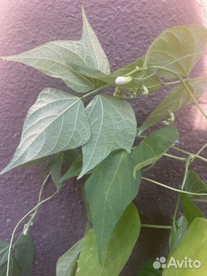 Рассада огурцов,сладких перцев, фасоли стручковой