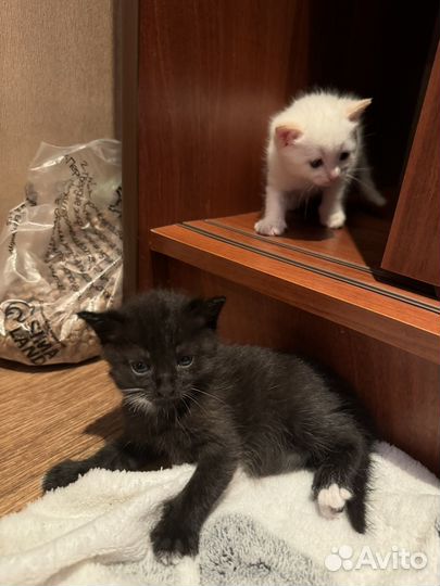 Кошка в дар бесплатно