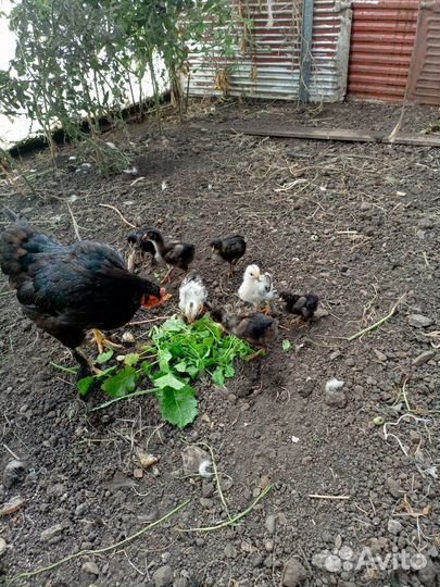 Цыплята брама