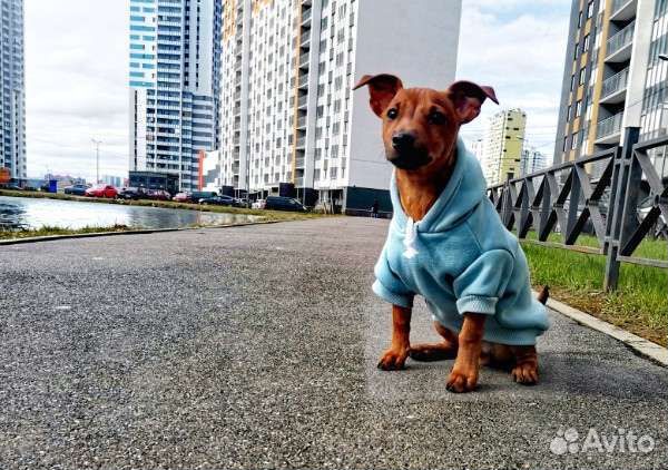 Собака вязка пинчер/джек рассел