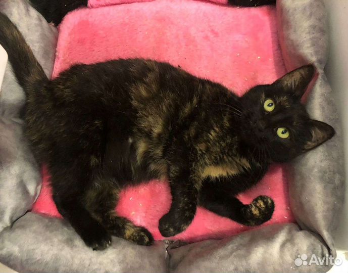 Кошка цвета счастья