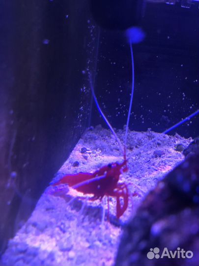 Морская креветка Доктор кардинал