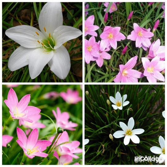 Зефирантес