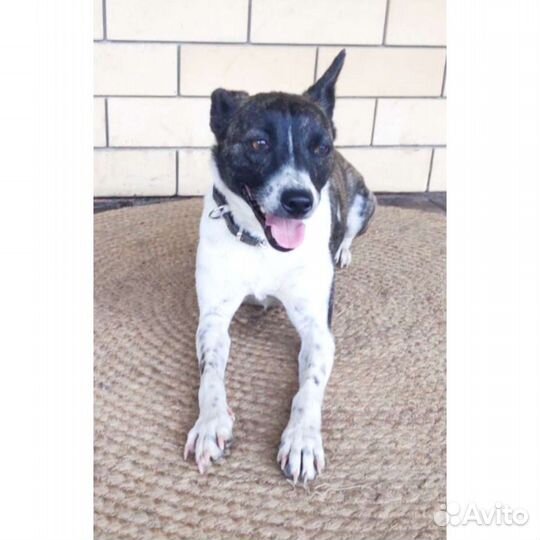 Собака небольшая 7 кг метис пинчера