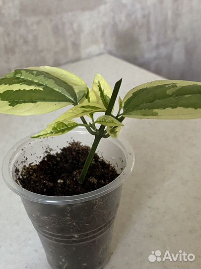 Клеродендрум Томпсона с белой вариегатностью