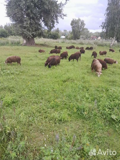 Продам овец