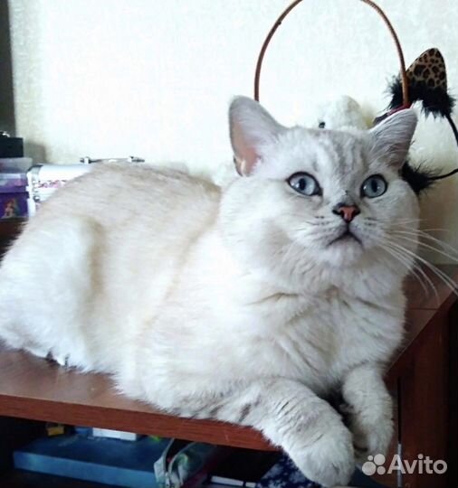 Британский кот вязка