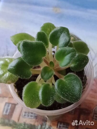 Детки сортовых фиалок