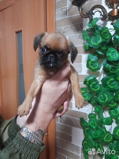 Щенки пти брабансона