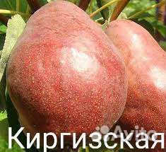 Груша карлик саженцы