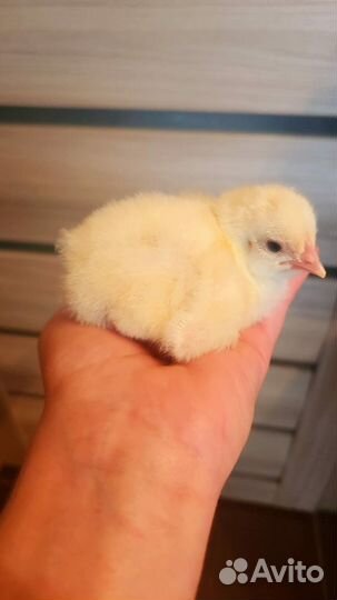 Цыплята бройлеры кобб 500