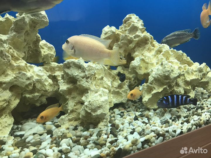 Малавийские цихлиды