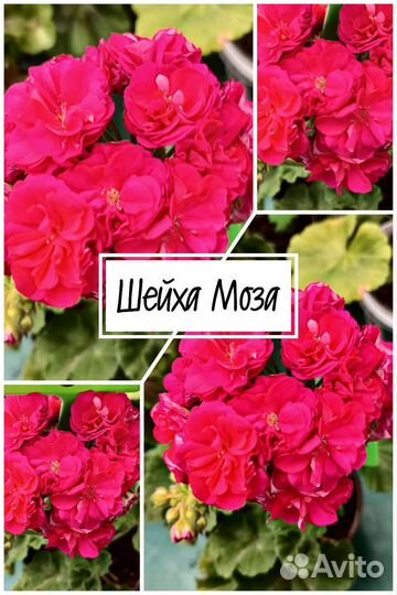 Пеларгония Rosebud