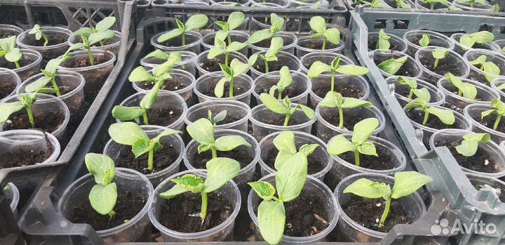 Рассада огурцов сортов Кураж F1 и Герман F1