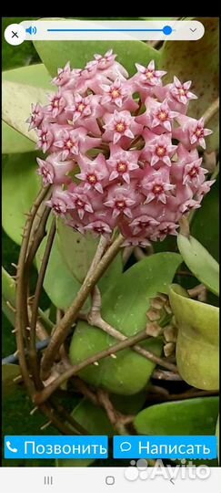 Хойя домашние цветы