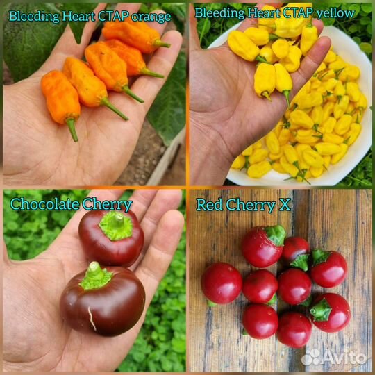 Семена сверхострого перца Carolina Reaper и другие