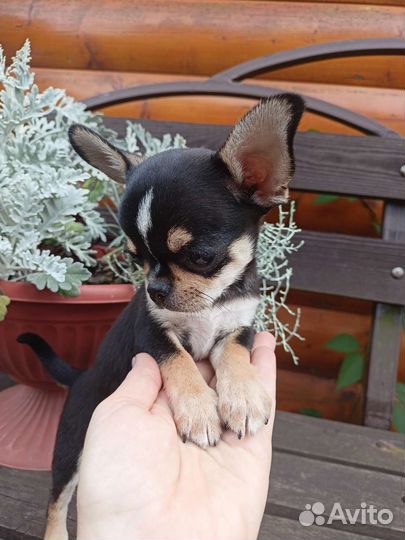 Кукольный трехцветный красавчик