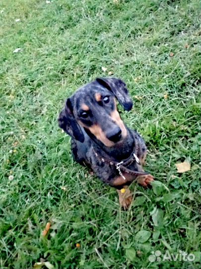 Такса вязка