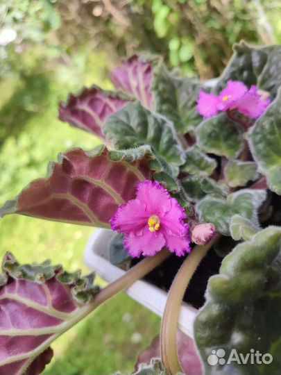 Фиалка сортовая привезу