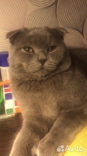 Кот британец вязка