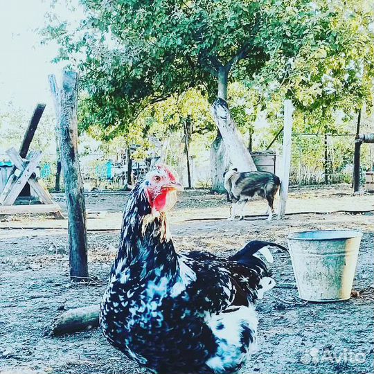 Инкубационное яйцо Ливенских кур. Цыплята