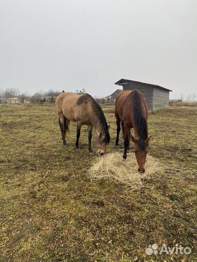 Сено в тюках