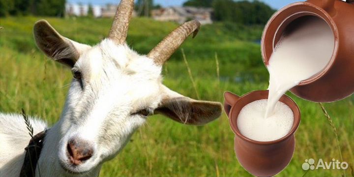 Продам козье молоко