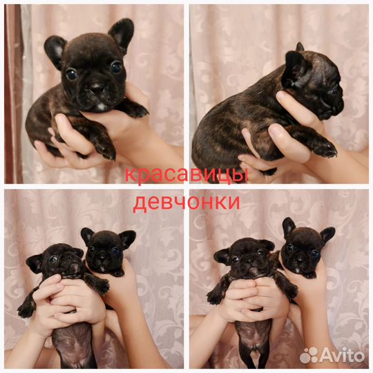 Щенки французского бульдога