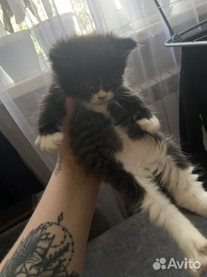 Котята от вислоухой