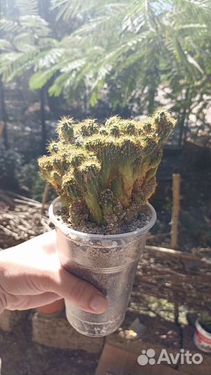 Кактусы и суккуленты