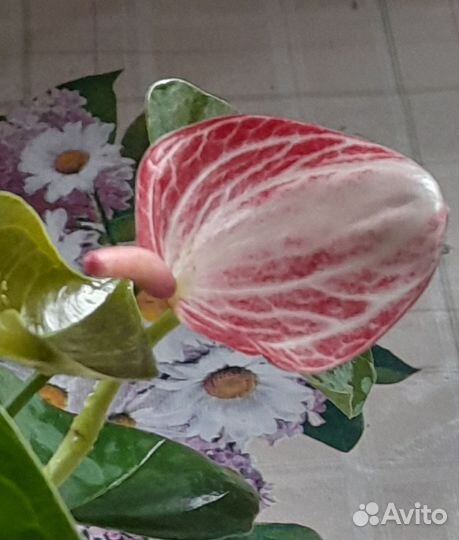 Антуриум Ливиум Рубин