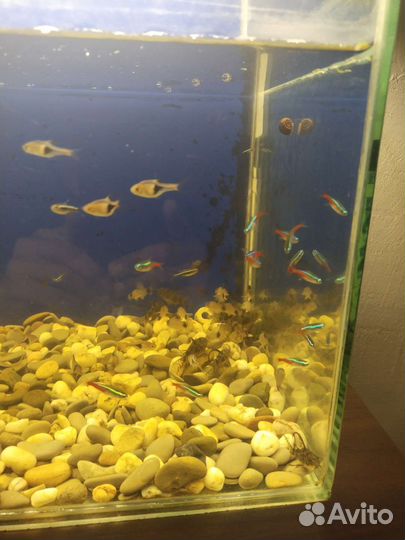Аквариумные рыбки