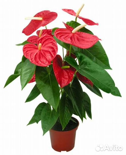 Антуриум красный цветок