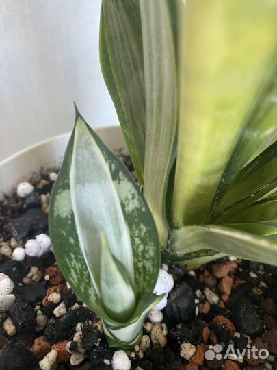 Сансевиерия моргенштерн