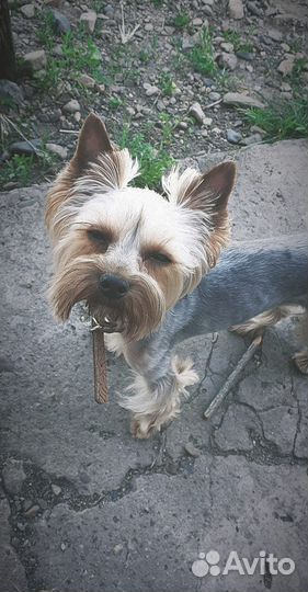 Йокширский терьер вязка кобель