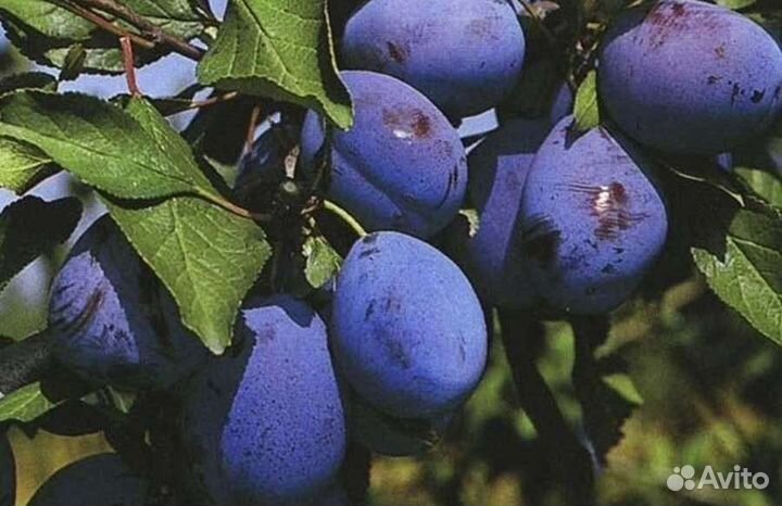 Саженцы крыжовника, сливы, малины, вишни