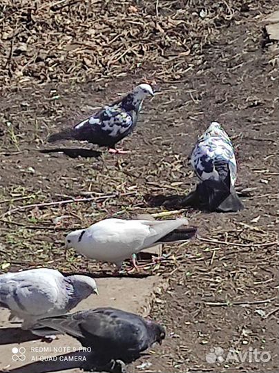 Голуби таджики