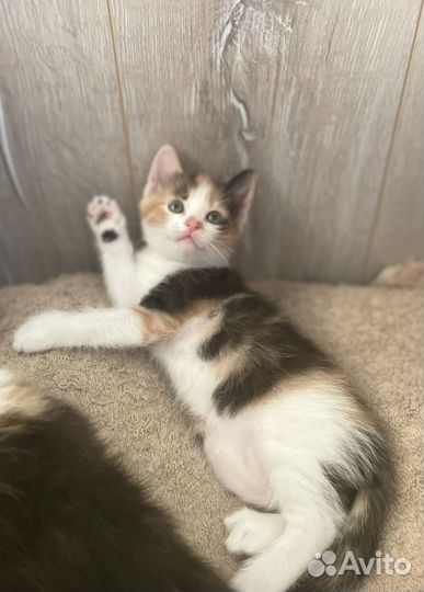 Кошечка Рыжуля