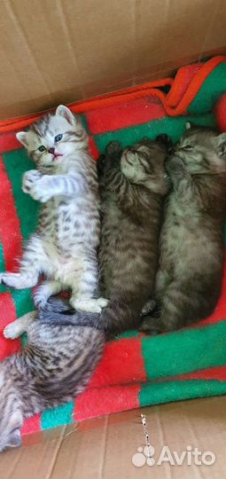 Шотландские котята